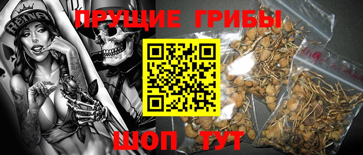 Псилоцибиновые грибы Psilocybe Хасавюрт